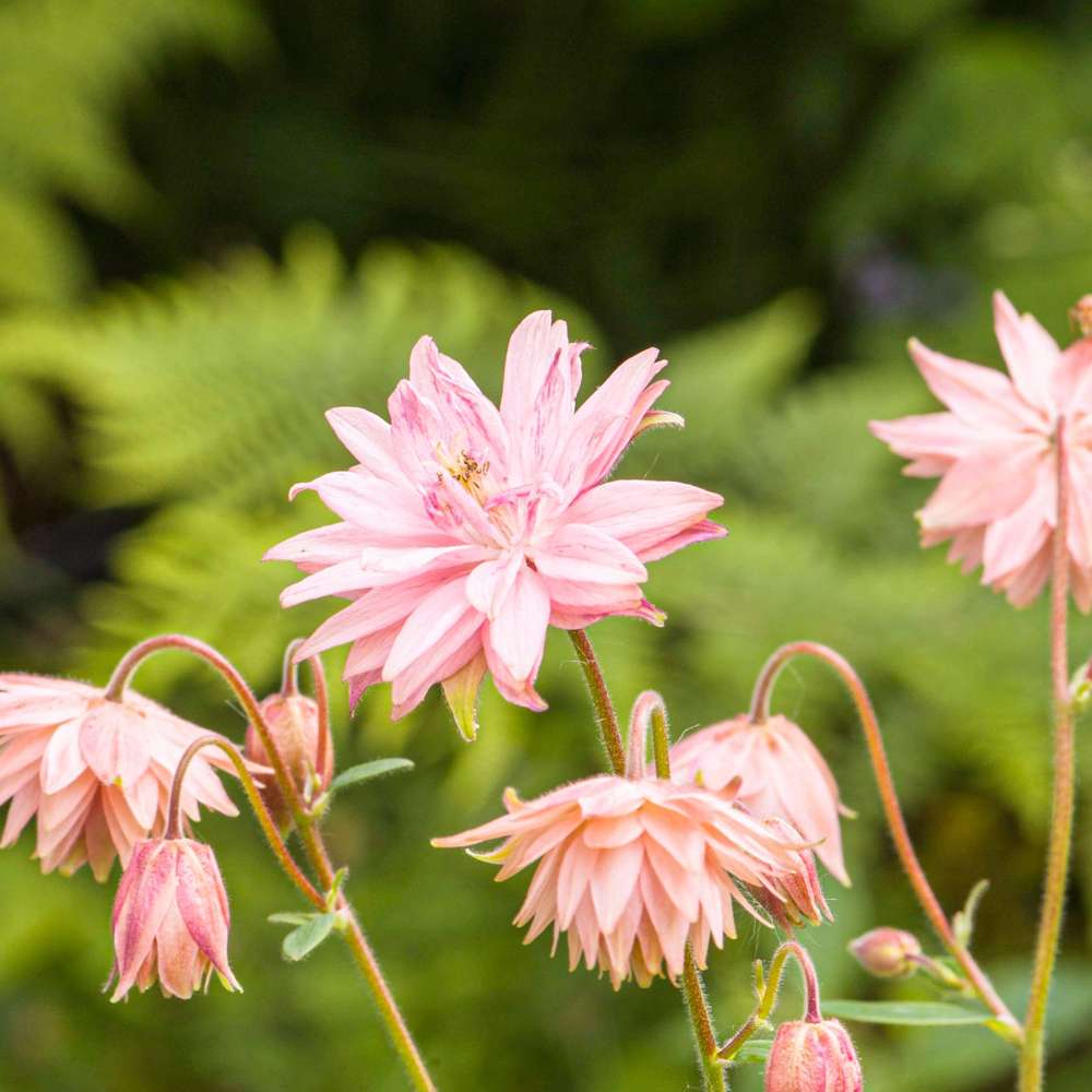 Akeleje 'Pink Barlow'